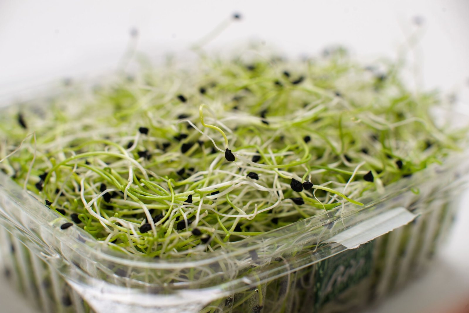 Alfalfa Herb