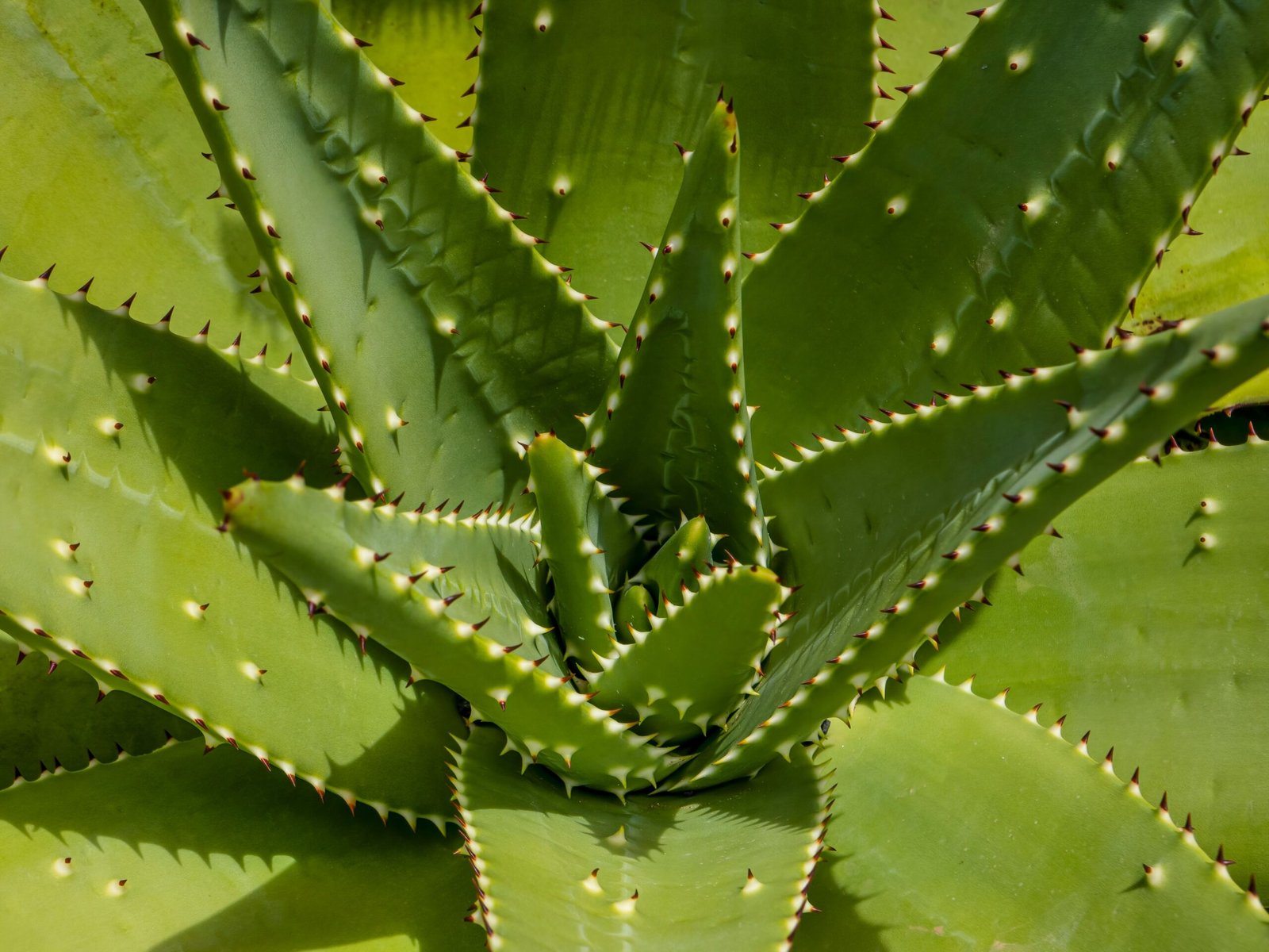Aloe Vera Leaf