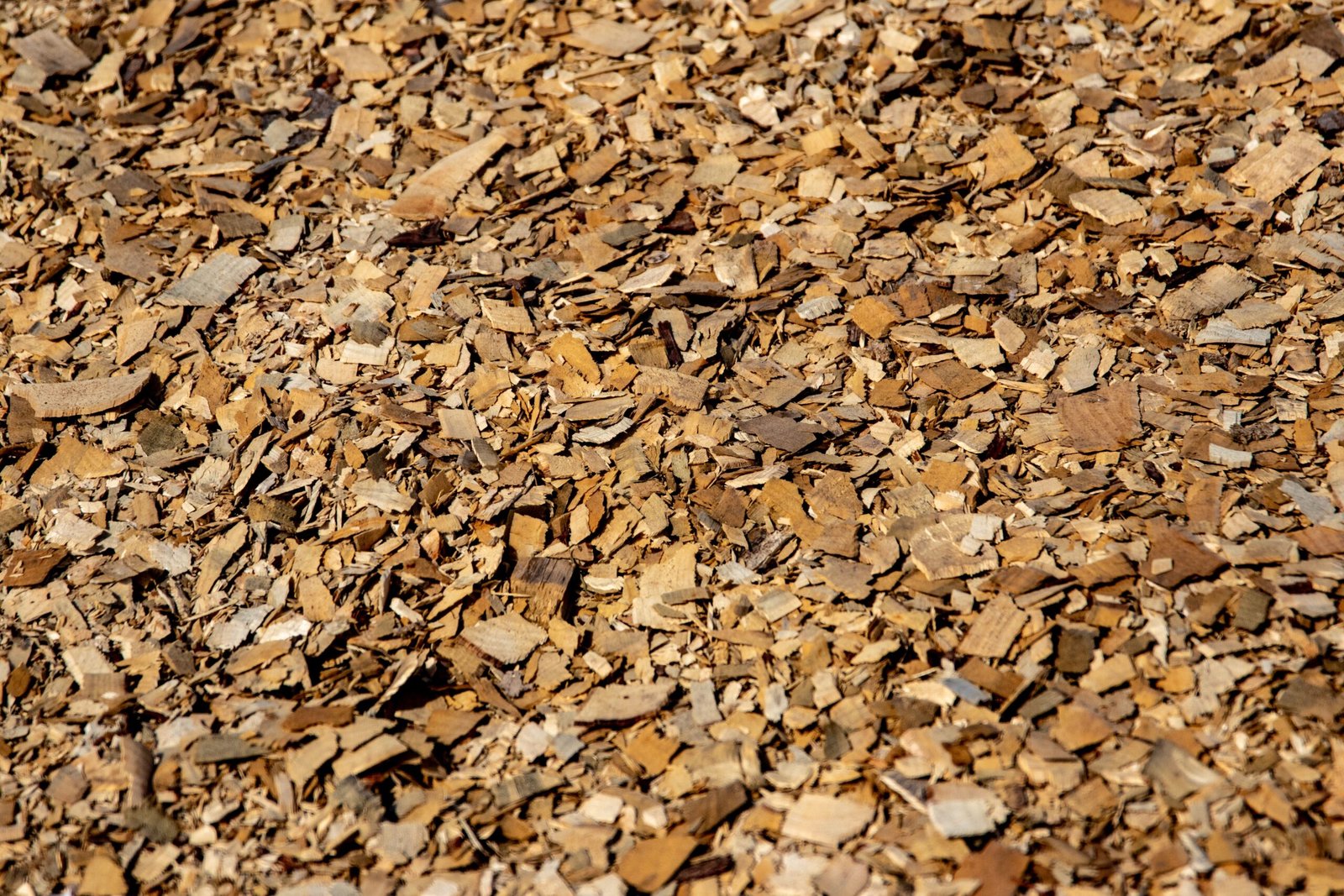 Cascara Sagrada Bark